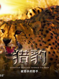 獵豹:被獵殺的獵手
