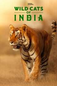 印度野生大貓