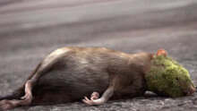 老鼠吃了一顆黴菌果子，身體被黴菌覆蓋，城市也被侵襲#圍城