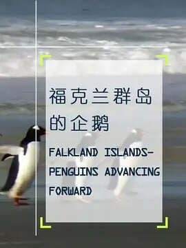 企鵝之島:福克蘭