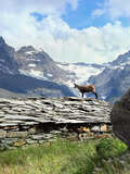 探訪阿爾卑斯山上的生命痕跡