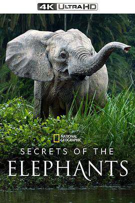 大象的秘密:第一季